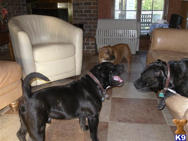 Puppies in IL